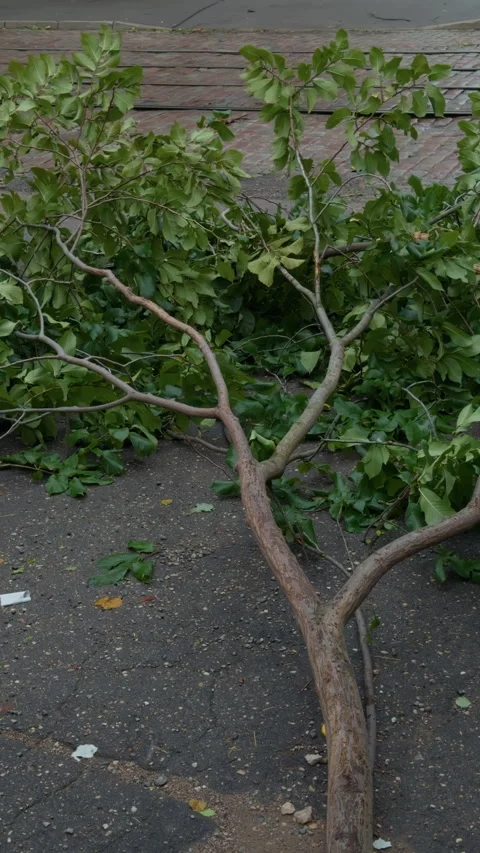 Fallen tree branch with fresh green leaves across pavement after storm damage on Stock Footage 345531159