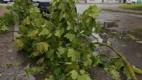 Fallen tree branch with fresh green leaves blocking wet street after strong Stock Footage 345533596