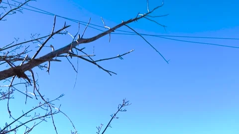 Fallen Tree Branch Hitting Electrical Power Lines Stock Footage 333850082