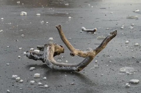 Fallen tree branch onto ice Fotos Stock