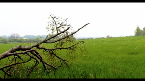 Fallen tree branch lies across a vibrant green meadow under a hazy sky Stock Footage 326369167