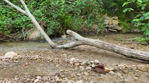Fallen tree branch lying across a gentle forest stream Видео 342500183