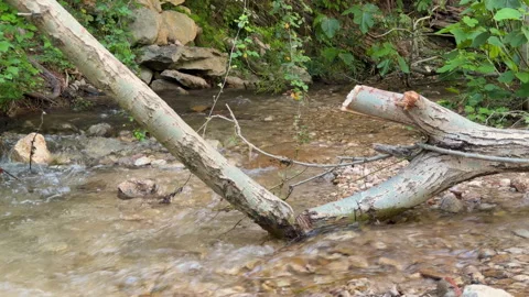 Fallen tree branch lying across a flowing forest stream Vídeos de archivo 345658673