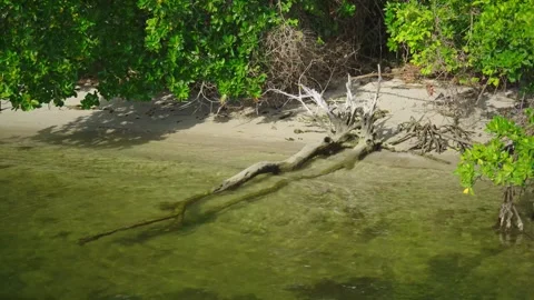 Fallen tree branch lying in shallow green water near a shore with mangroves. Stock Footage 341701108