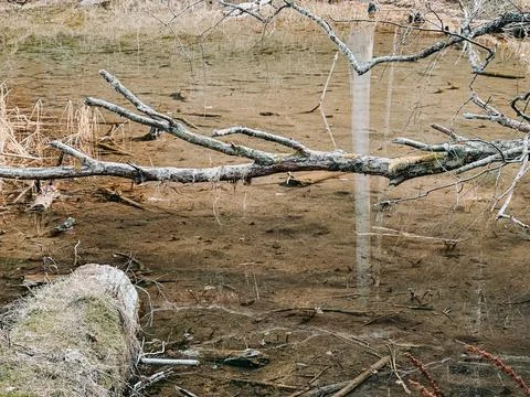 Fallen Tree Branch Over Clear Shallow Pond with Natural Reflection Stock Photos