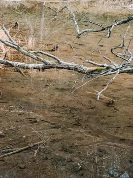 Fallen Tree Branch Over Shallow Pond with Clear Water Reflection Stock Photos