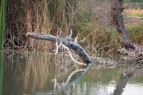 Fallen Tree Branch Reflected in Calm Water at a Quiet Riverside Stock-Fotos