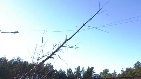 Fallen tree branch resting on electrical power lines after storm damage Stock Footage 344855525