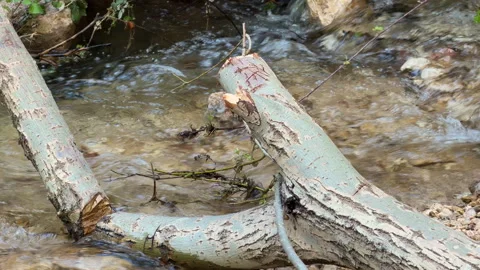 Fallen tree branch resting in a flowing forest stream Stock Footage 341104014