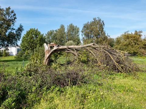 A Fallen Tree Branch is resting in a Lush Green Field Beneath a Clear Blue Sky Stock Photos