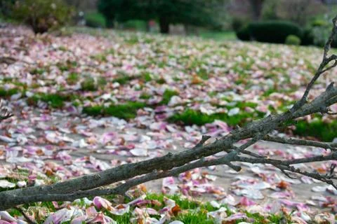 A Fallen Tree Branch Sitting on a Front Lawn With a Path Covered in Pink and  Stock Photos