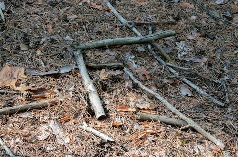 Fallen Tree Branches and Pine Needles on Forest Floor Stock Photos