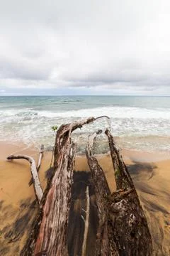 Fallen tree branches in beach Stock Photos
