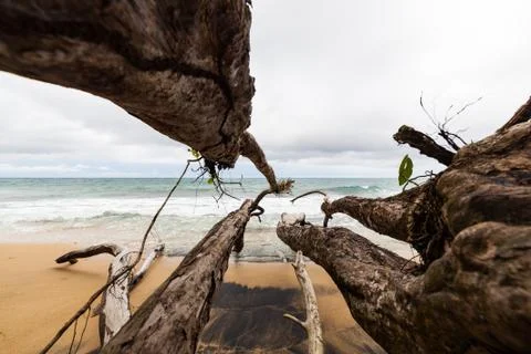 Fallen tree branches in beach Stock Photos