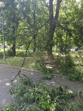 Fallen tree branches block a park pathway during summer, with abundant gree.. Stock Photos