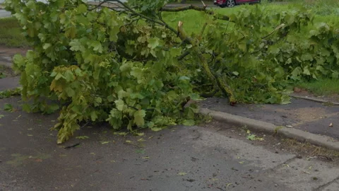 Fallen tree branches blocking wet roadside with scattered leaves after storm in Stock Footage 345531256