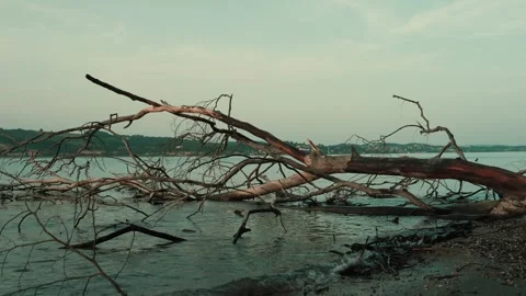 Fallen Tree Branches in Calm Lake Water Stock Footage 335717712