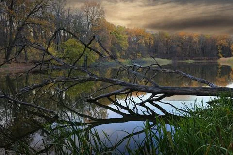 Fallen tree branches create abstract patterns over tranquil lake in autumn Stock Photos