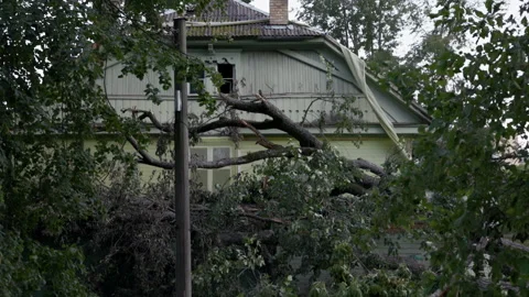 Fallen tree branches crushing house roof after storm with broken limbs and dense Stock Footage 345373431