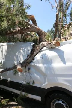 Fallen tree branches crushing van. Stock Photos