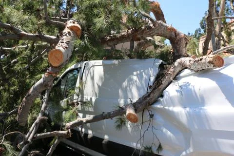 Fallen tree branches crushing van. Stock Photos