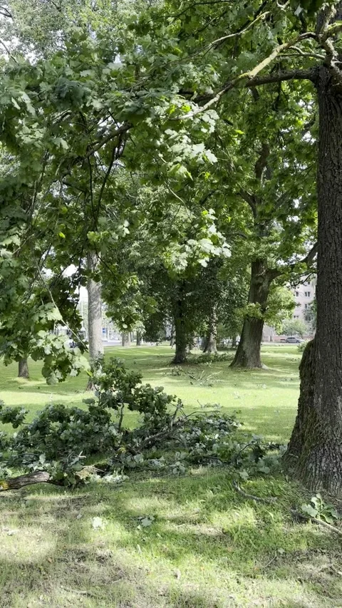 Fallen Tree Branches on Grass Under Mature Trees in Park, Vertical Video Stock Footage 345043138