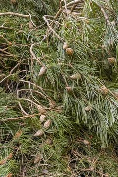 Fallen Tree Branches with Pine Needles and Cones on Woodland Forest Floor Stock Photos