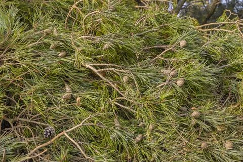 Fallen Tree Branches with Pine Needles and Cones on Woodland Forest Floor Stock Photos