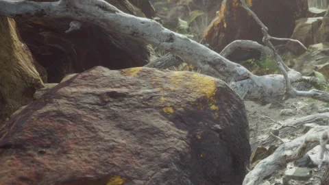 Fallen tree branches on rocky ground surrounded by plants in a forest Stock Footage 340619381