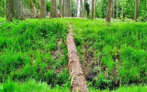 Fallen Tree Bridge in Amersfoort Stock Photos