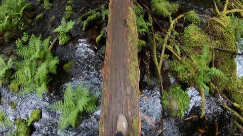 Fallen tree bridges gap over stream Stock Footage 115441052