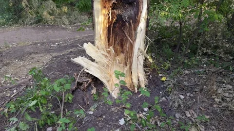 A fallen tree with a broken trunk after a storm. The splintered wood and fo.. Stock Footage 315347451