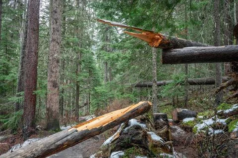 A fallen tree with a broken trunk lays in a forest of tall pine trees. Stock Photos