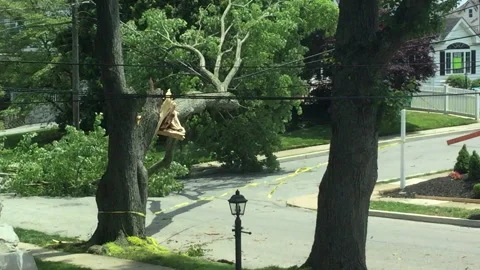 Fallen Tree with Caution Tape Stock Footage 131991391
