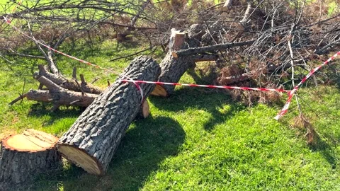 Fallen tree with caution tape marks hazardous area Vídeos de archivo 336733750