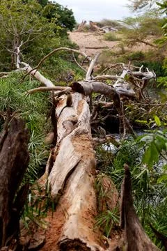 Fallen tree with cercopithecus aethiops vervet monkey Stock Photos