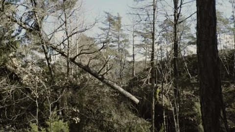 Fallen tree. Cinematic Scandinavian Forest Scene – Wind Gusts Sway Bare Pines Stock Footage 333484776