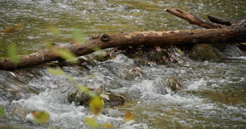 Fallen tree in a clean river Stock Footage 216717212