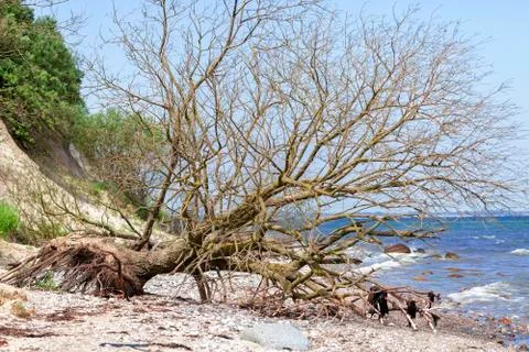 Fallen tree - Cliff 写真素材
