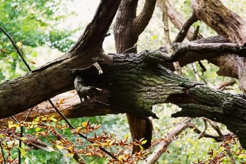 Fallen Tree Closeup Stock Photos