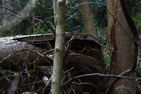 Fallen Tree Closeup Stock Photos