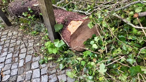 Fallen Tree on Cobblestone Path Stock Footage 305273940