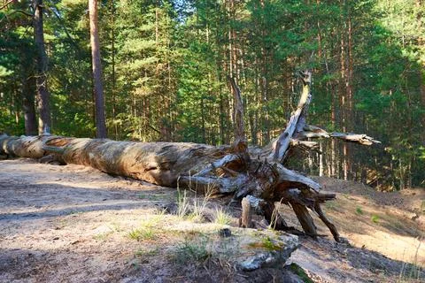 Fallen tree in a coniferous forest Stock Photos