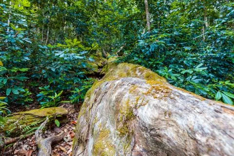 Fallen tree in a cool eucalypt forest, Queensland, Australia Stock Photos
