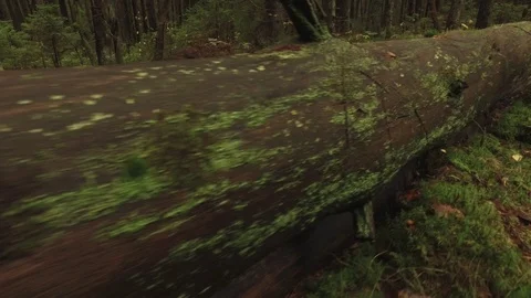 Fallen tree covered with moss Stock Footage 90029110