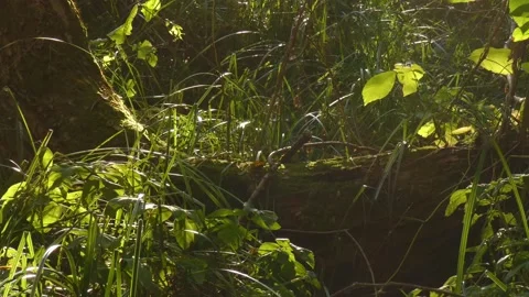 Fallen tree covered with moss lying in the grass close-up Video stock 157312986