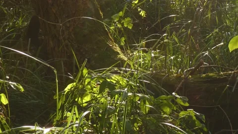 Fallen tree covered with moss lying in the grass close-up panning Video stock 158238440