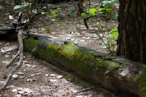 Fallen Tree Covered in Moss Stock Photos