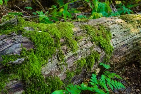 A fallen tree, covered with moss Foto stock