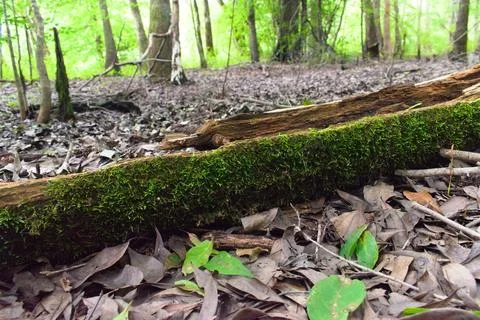 A Fallen Tree Covered in Moss Stock Photos